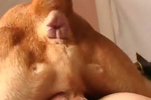 porno di cavalli, animalisex, sesso allo zoo, zoofilia appassionata, zoofilia, porno bestialità, sesso bestialità, sesso animale, sesso allo zoo, porno allo zoo, porno agli animali