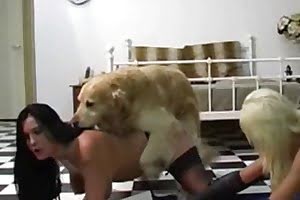 ہارس پورن, جانوروں کی جنس, مقعد حیوانیت, جانوروں انسانی فحش, گھوڑے کی فحش, شوقیہ حیوانیت, زوفیلیا، حیوانیت کی فحش، حیوانیت کی جنس، جانوروں کی جنسی، چڑیا گھر کی جنس، چڑیا گھر کی فحش، جانوروں کی فحش