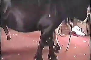 beistialitet porno,lidenskapelig dyrehagesex,zoo porno