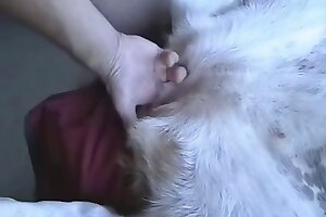 الإباحية الكلب, الفتيات قرنية مع الحيوانات, فيديو مجاني zoofilia, الجنس الحيوان الإباحية, ممارسة الجنس مع الكلاب الإباحية