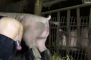 sesso allo zoo, orgasm, tubo animale, horse-porn, zoo porno, zoo tube, sesso cane, animal-sex